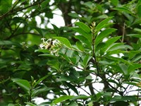Бирючина Чоноски – Ligustrum tschonoskii Decne.