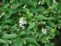Бирючина амурская – Ligustrum amurense Carr.
