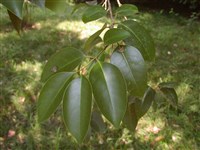 Бирючина блестящая – Ligustrum lucidum Ait.