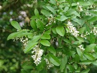 Бирючина обыкновенная – Ligustrum vulgare L. (1)