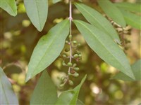 Бирючина туполистная – Ligustrum obtusifolium Sieb. & Zucc. (1)