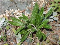 Бискутелла гладкая – Biscutella laevigata L. (1)