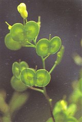 Бискутелла гладкая – Biscutella laevigata L. (2)