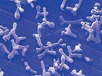 Бифидобактерии (Бифидобактерии)