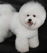 Бишон фризе (вид сбоку)