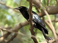 Блестящий дронго