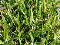 Блетилла полосатая, гиацинтовая – Bletilla striata (Thunb.) Reichb.f. (1)