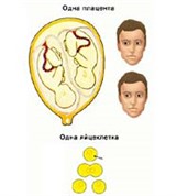 Близнецы (млекопитающих, однояйцевые)