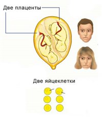 Близнецы (млекопитающих разнояйцевые)