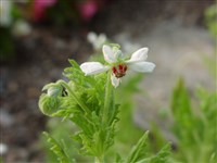 Блюменбахия отличная – Blumenbachia insignis Schrad.