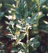 Бобы (цветущее растение)