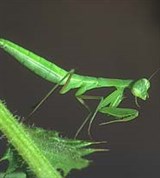 Богомоловые (личинка богомола)