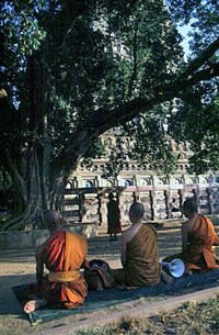 Бодх-Гая (Древо Бодхи)