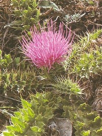 Бодяк бесстебельный – Cirsium acaule (L.) Scop.