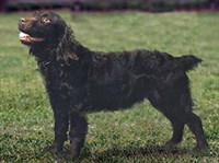 Бойкин-спаниель