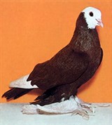 Бойные голуби (Армавирский белоголовый космач)