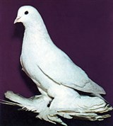 Бойные голуби (Северокавказский длинноклювый космач)