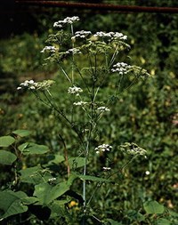 Болиголов пятнистый (крапчатый)