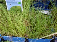 Болотница игольчатая – Eleocharis acicularis (L.) Roem. & Schult.