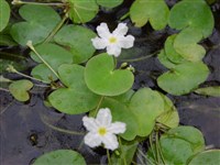 Болотноцветник водный – Nymphoides aqatica (Walter.) Kuntze.