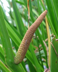 Болотный Аир (початок)