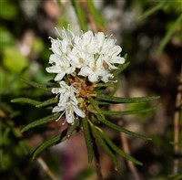 Болотный Багульник (цветение)