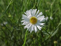 Болтония астровидная – Boltonia asteroides (L.) L’Her.
