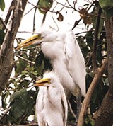 Большая белая цапля (в гнезде)