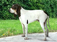 Большая гасконско-сентонжская гончая