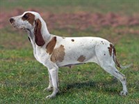 Большая испанская гончая