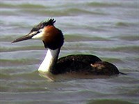 Большая поганка