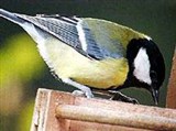 Большая синица (Parus major)