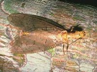 Большекрылые (Megaloptera)