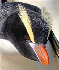 Большехохлый пингвин