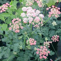 Большой Бедренец (Pimpinella major)