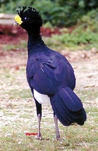 Большой Гокко (самец)