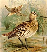 Большой Дупель (Gallinago media)