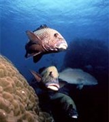 Большой барьерный риф (каменный окунь)