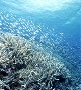 Большой барьерный риф (косяк рыб)