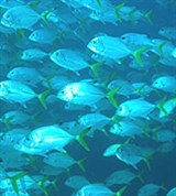 Большой каранкс