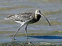 Большой кроншнеп (Numenius arquata)