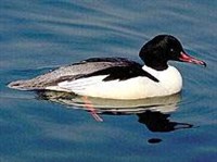 Большой крохаль (самец)