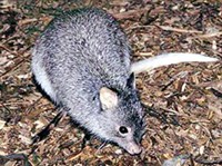 Большой крысиный кенгуру