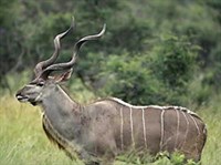 Большой куду