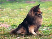 Большой немецкий шпиц