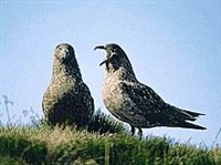 Большой поморник (Stercorarius skua)