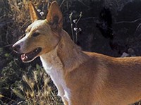 Большой португальский поденгу