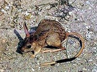 Большой тушканчик