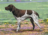 Большой французский бракк