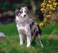 Бордер-колли